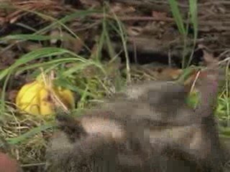 Hogi's Family - Igel Hogi und der Obstsalat