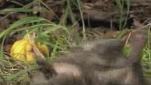 Hogi's Family - Igel Hogi und der Obstsalat