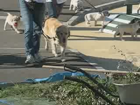 Bouchemaine : Chiens Guides d'Aveugles de l'Ouest