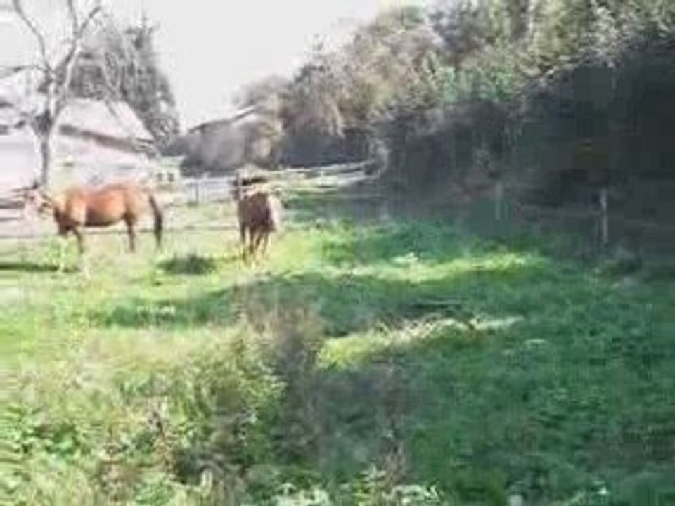 ptitmomentdétentepaddock