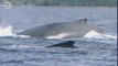 Humpback whale - Baleine a bosse (Megaptera novaeangliae)