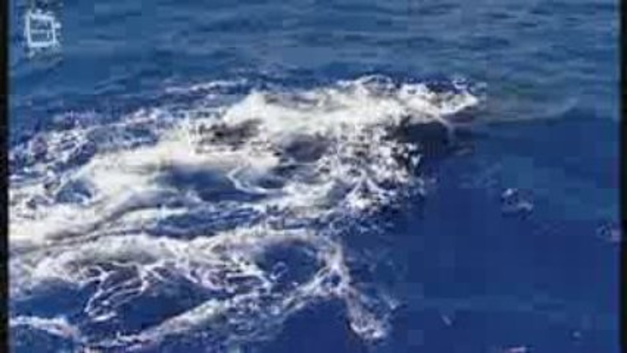 Humpback whale - Baleine a bosse (Megaptera novaeangliae)