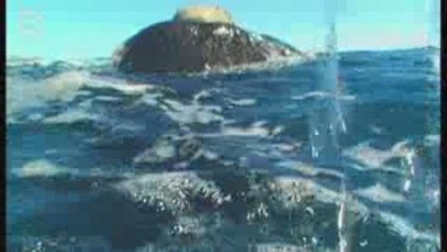 Baleine franche (Eubalaena australis) avec petit