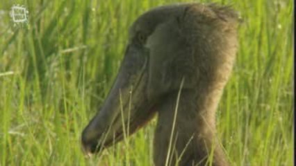 Bec en sabot (Balaeniceps rex)