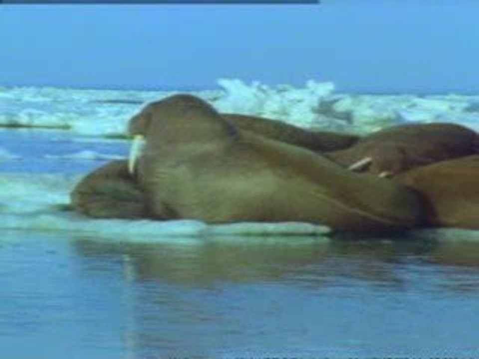Walruses in danger
