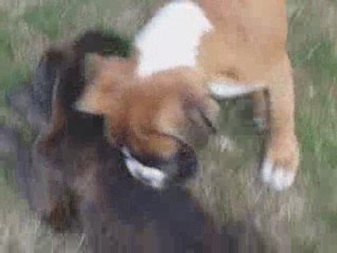 Bébés Boxer de 14 semaines