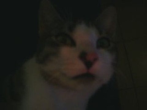 chat qui aime les caresses
