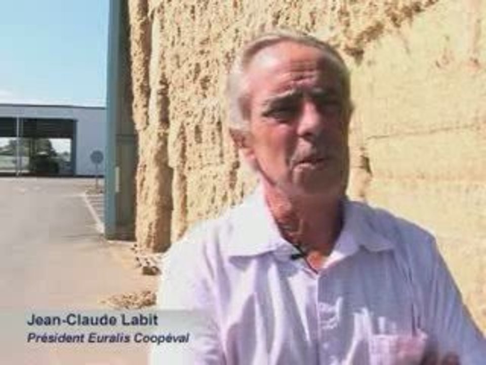 les cultures de chanvres