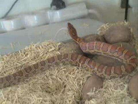 Corn Snake Salwa Eating 2 Big Mice