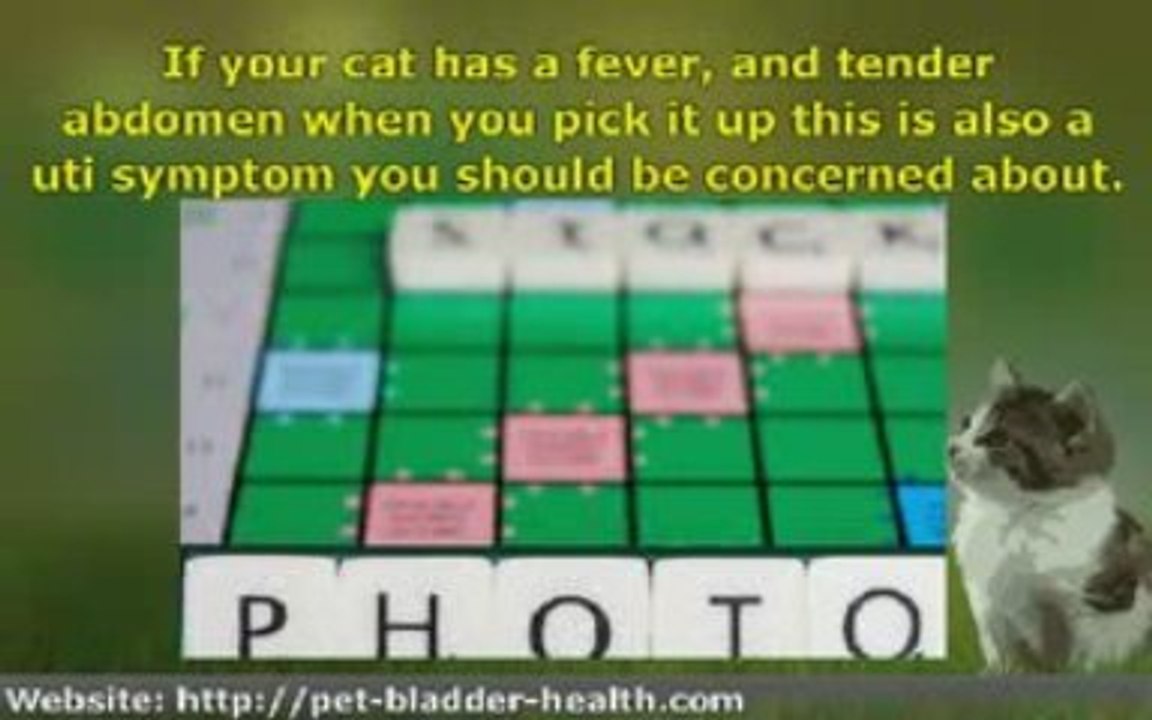 8 Ways to Tell If Your Cat Has a Urinary Tract Infection