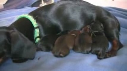 Dachshund 4th Puppy Birth