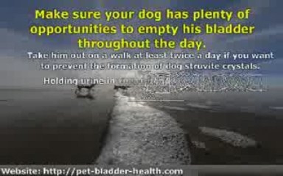 5 Simple Ways to Treat and Prevent Canine Struvite Crystals