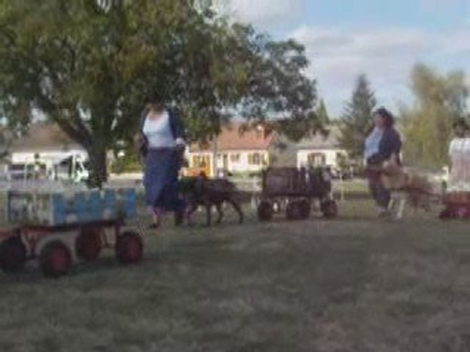 Attelage canin 3 et 4 octobre 2009