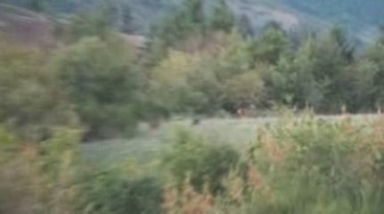 Le brame du Cerf 2009 au domaine de Raboulet.