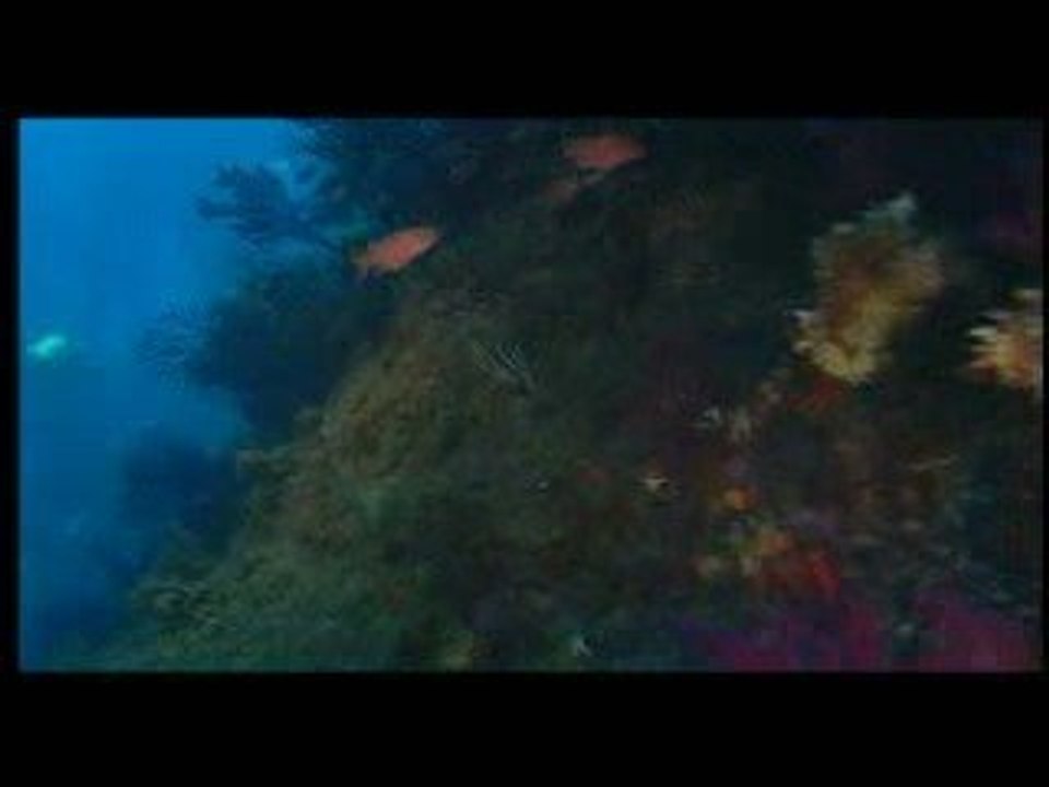 Docu Cousteau extrait 2