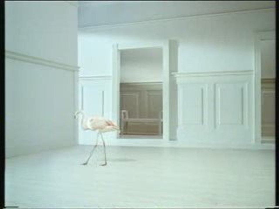Histor_Flamingo