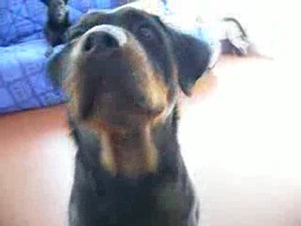 cayenne refus d'appat