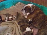 English Bulldogs Puppies for sale @ Puppy Match 4 You