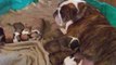 English Bulldogs Puppies for sale @ Puppy Match 4 You
