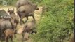 African Buffalo - Buffle d'Afrique (Syncerus caffer)