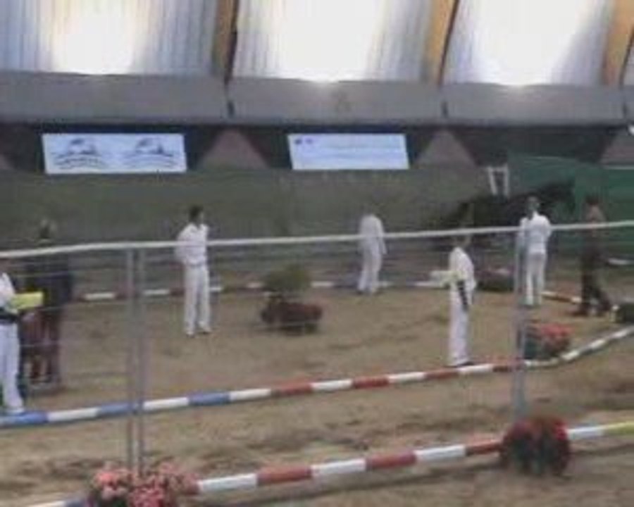 amazing  boy du feuillard model et allures saumur 2008