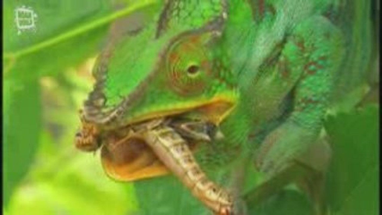 Cameleon  (Chamaeleonidae) 2 chasse
