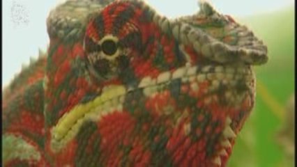 Cameleon  (Chamaeleonidae) 3 yeux