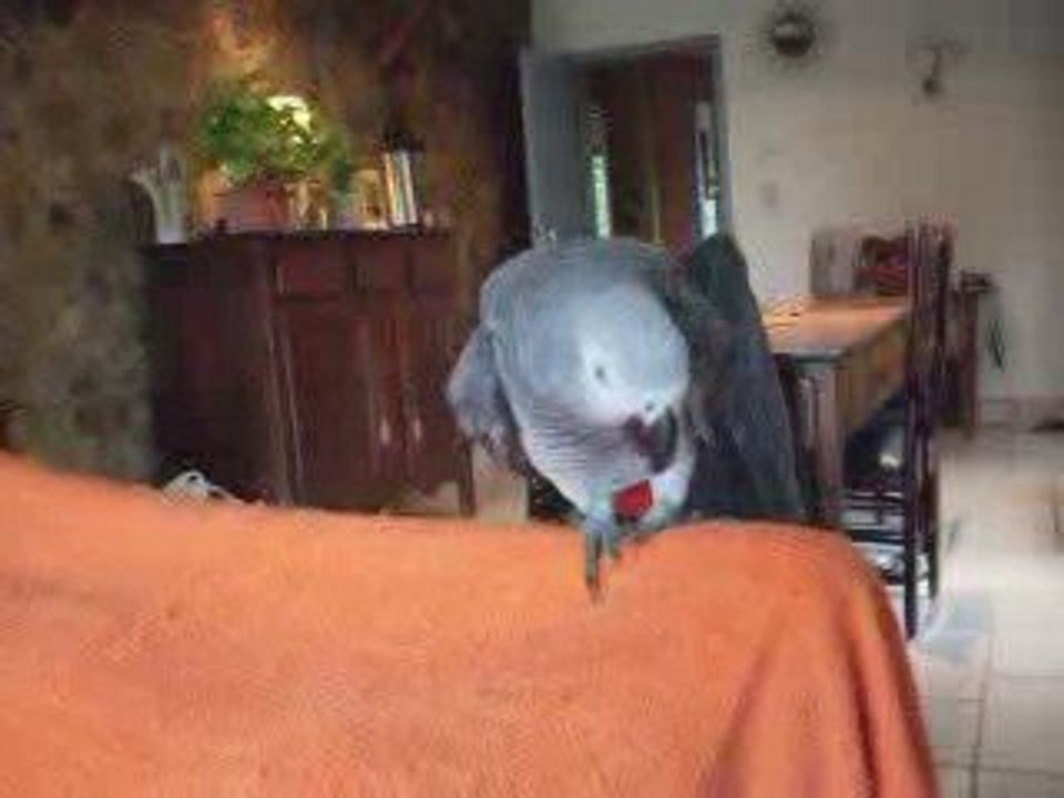 je parle le lingala 004