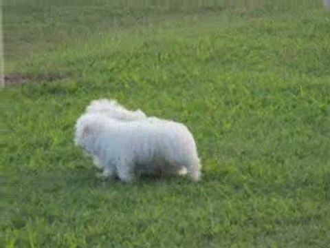 Maltese Puppies for Sale @ Puppy Match 4 You