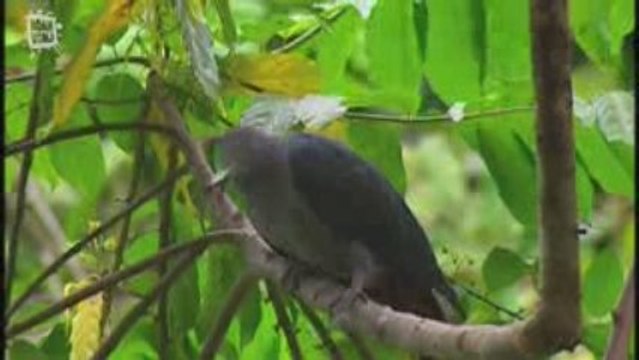 Carpophage des Marquises (Ducula Galeata)