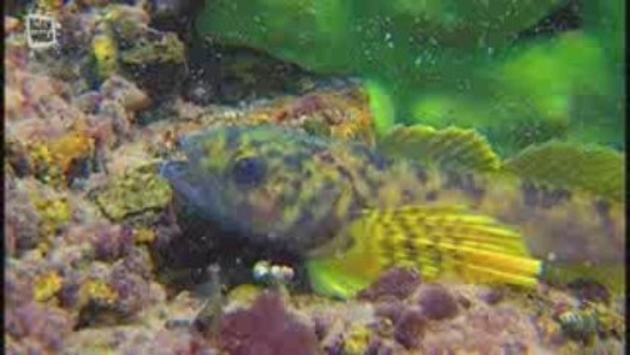 Chabot (Cottus gobio)