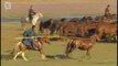 Wild Horse - Cheval de Prjevalski (Equus ferus)