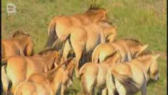 Wild Horse - Cheval de Prjevalski (Equus ferus)