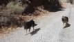yorkshire terrier yorki alman kurdu german shepherd köpekdog