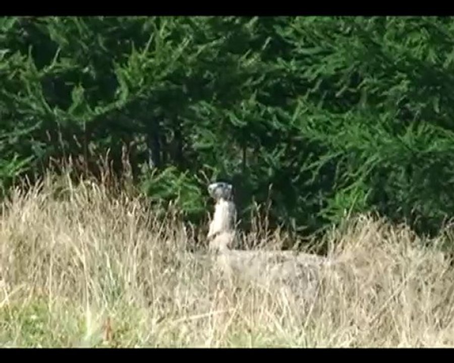 La Marmotte et la Fourmi