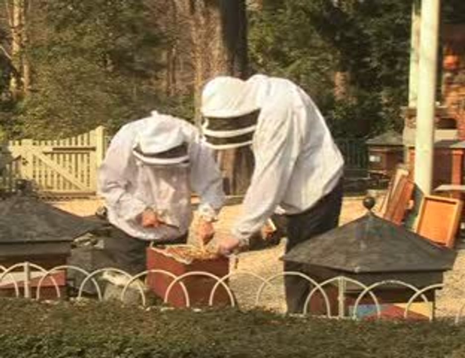 La disparition des abeilles 2008