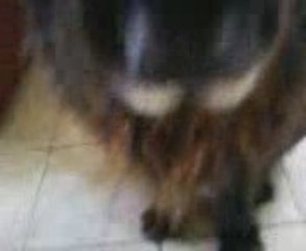 tasha mon chien que j'adore