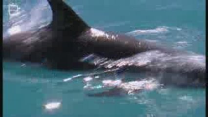 Dauphin d'Hector (Cephalorhynchus hectori)