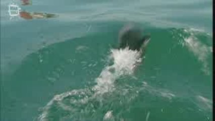 Dauphin de Heaviside (Cephalorhynchus Heavisidii)