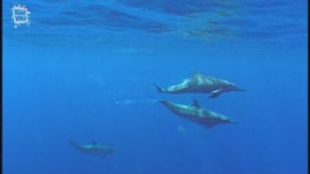 Dauphin Tursiops (Tursiops truncatus)