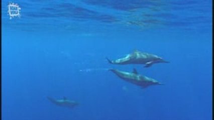 Dauphin Tursiops (Tursiops truncatus)