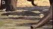 Elephant d'Afrique de savane (Loxodonta africana)