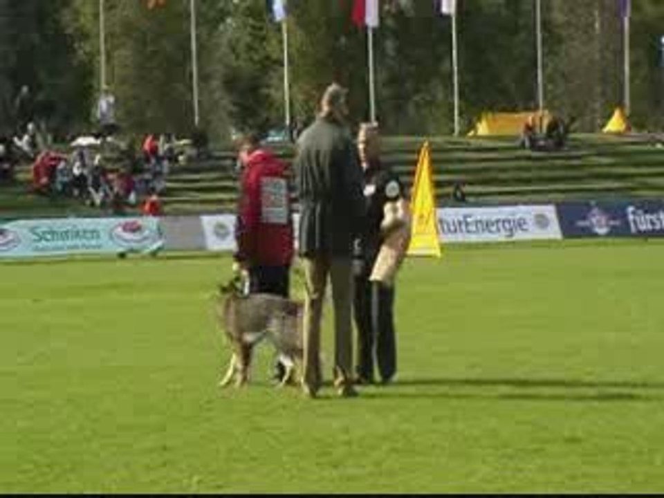 Thorsten vom Annenhof, BSP 2009, SD