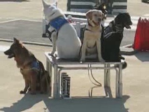 Bouchemaine : Chiens Guides d'Aveugles de l'Ouest