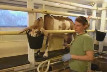 Evening Milking at Fantome Farm
