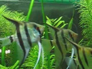 Mes scalaires Manacapuru