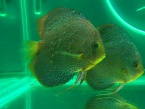 LSS Discus Çiftim ve Yavruları