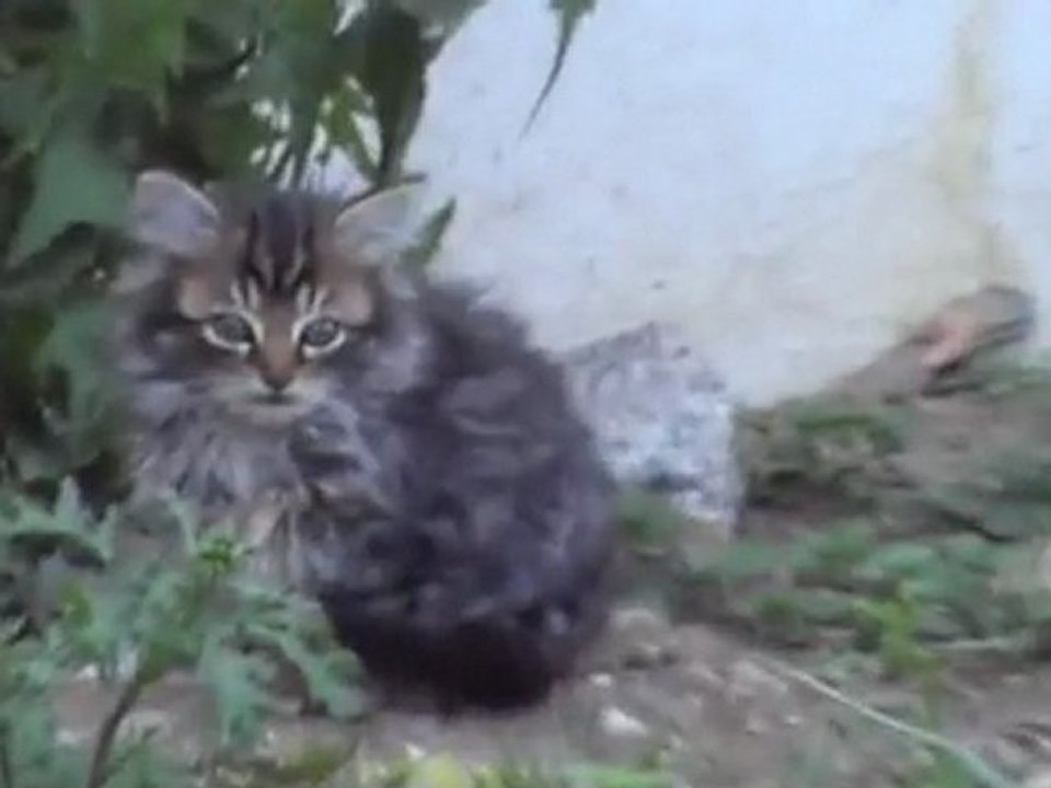 Chatons joueurs