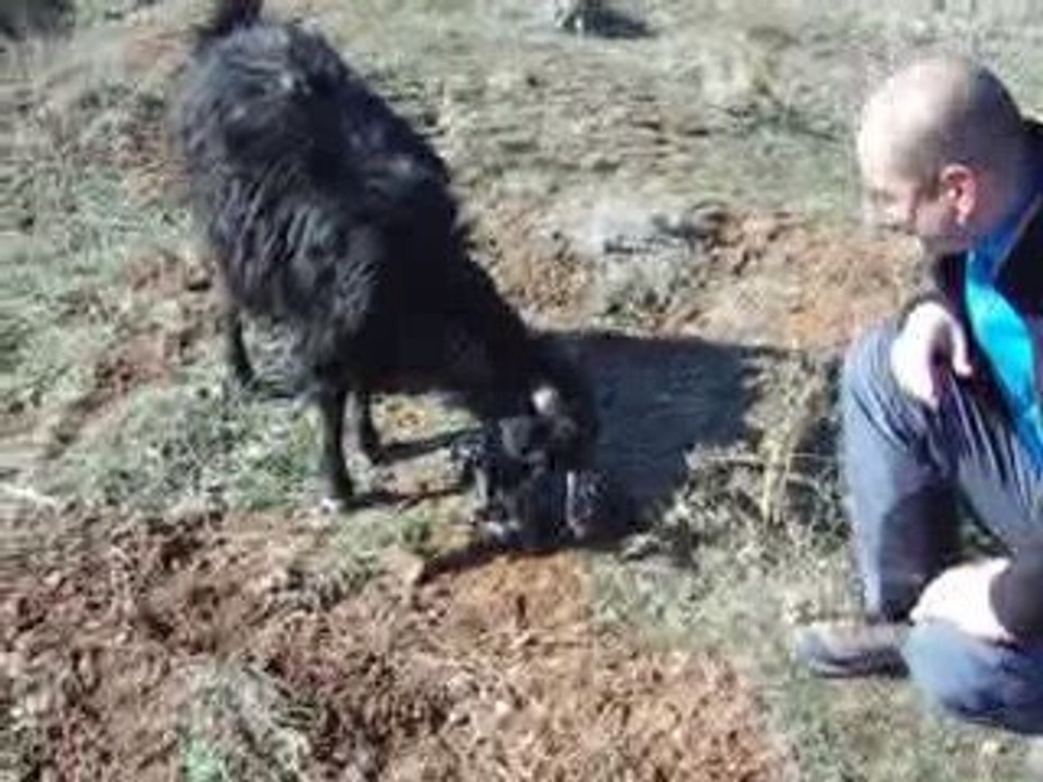 SARIHIDIR KÖYÜ'NDE ÇOBAN OLMAK (7)