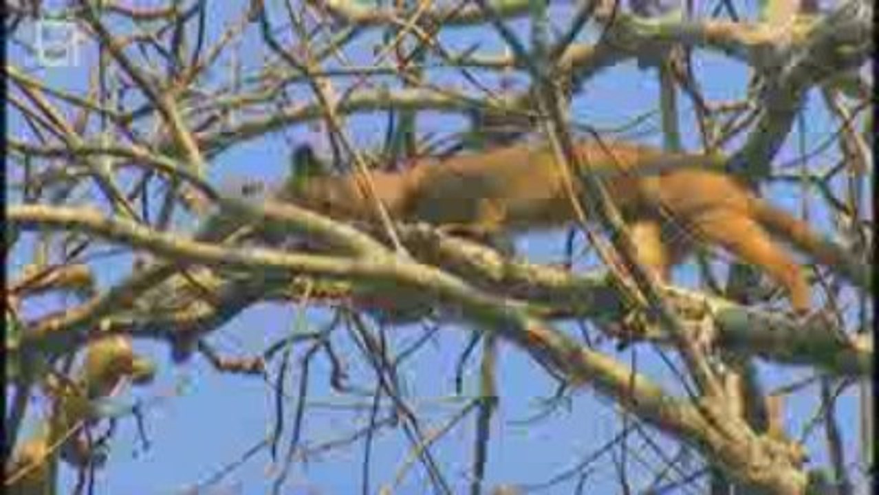 Fossa Fouche (cryptoprocta ferox)